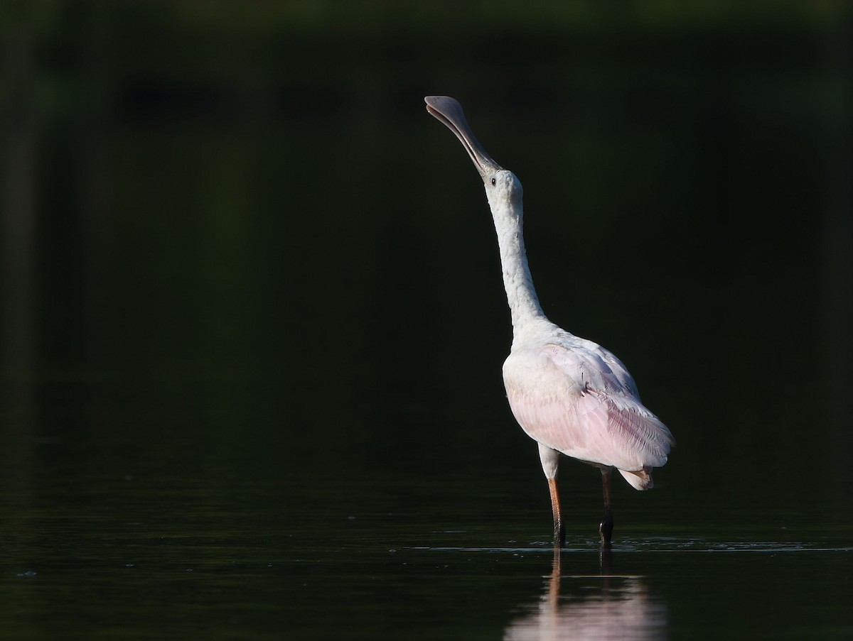 Roseate Spoonbill - ML360946691