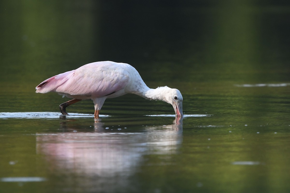 Roseate Spoonbill - ML360946711