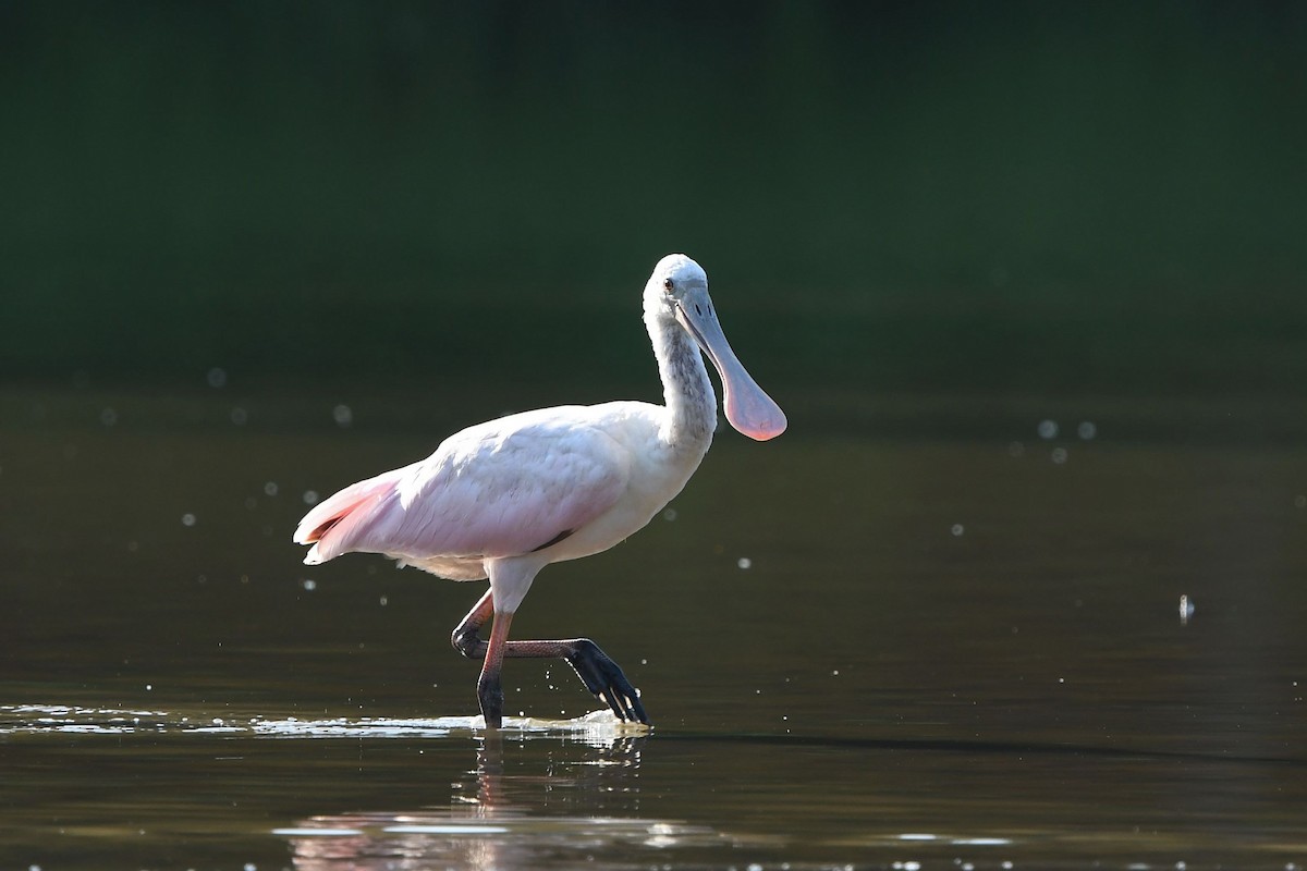 Roseate Spoonbill - ML360946751