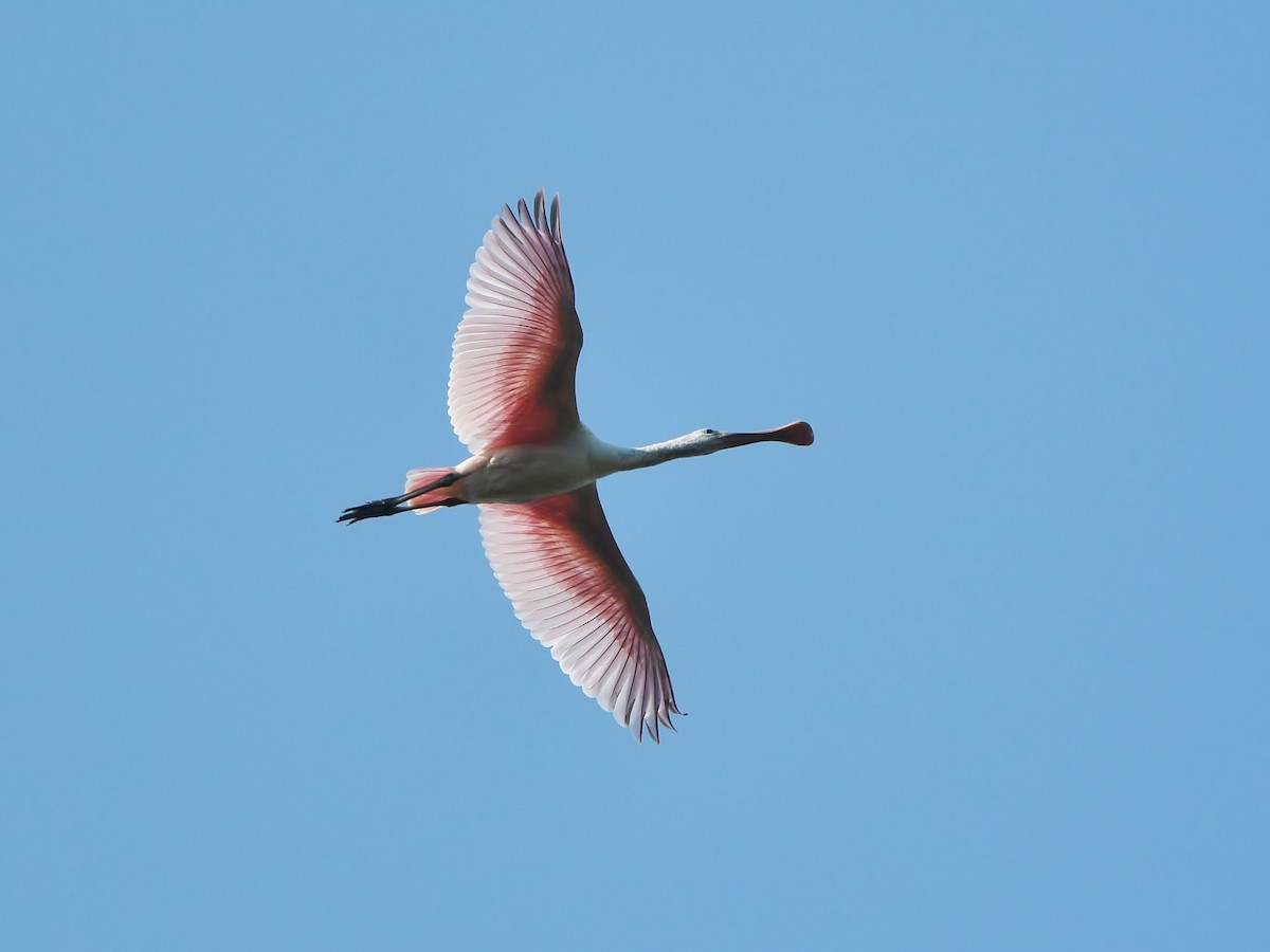 Roseate Spoonbill - ML360946771