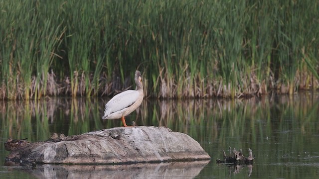 pelikán severoamerický - ML360948151