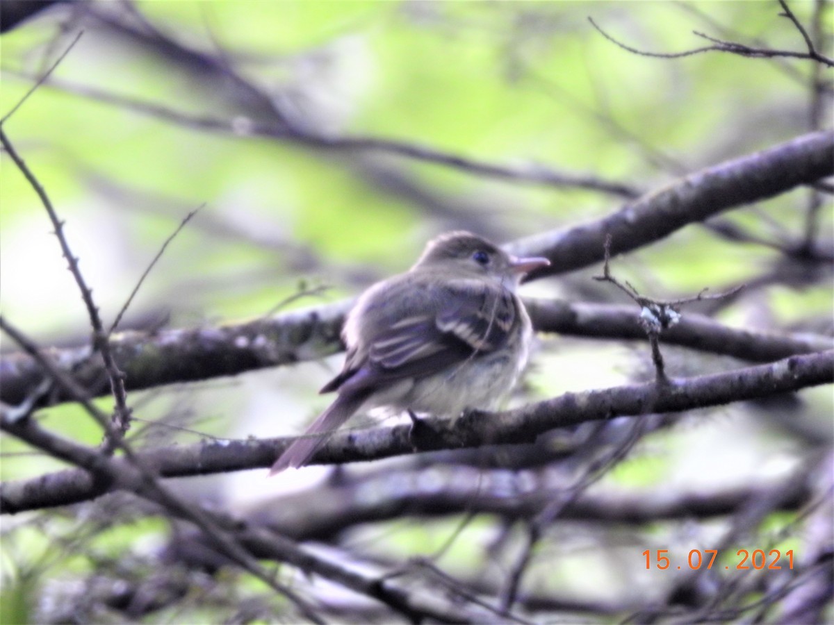 Acadian Flycatcher - ML360948531