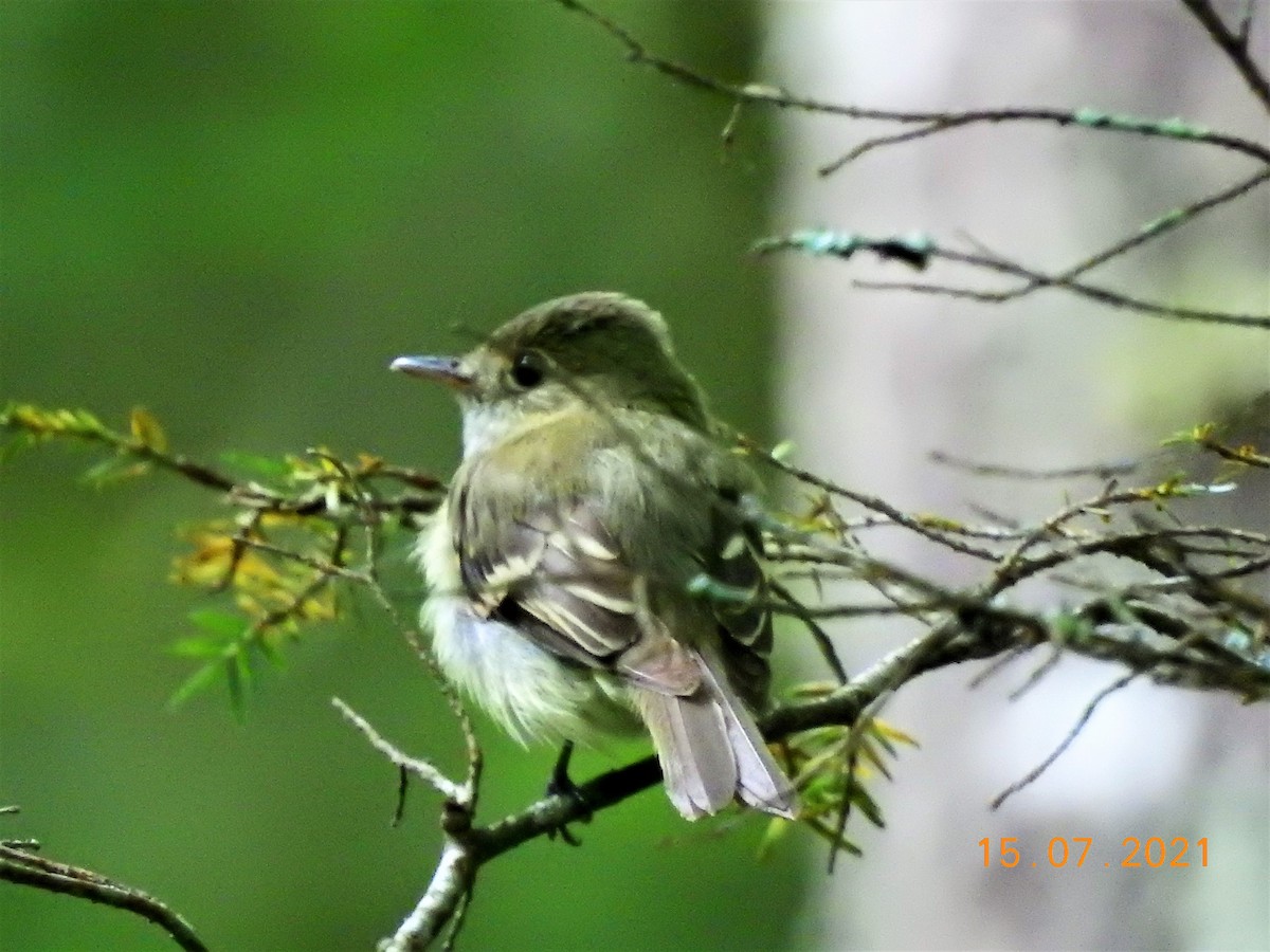 Buchenschnäppertyrann - ML360948631