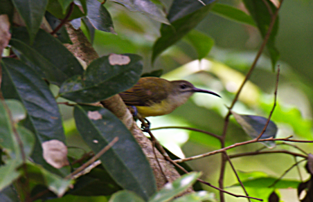 Little Spiderhunter - ML360949111