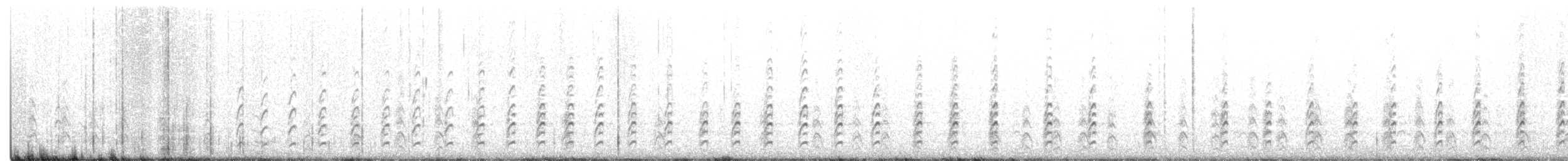 Schwarznacken-Stelzenläufer (mexicanus) - ML360949731