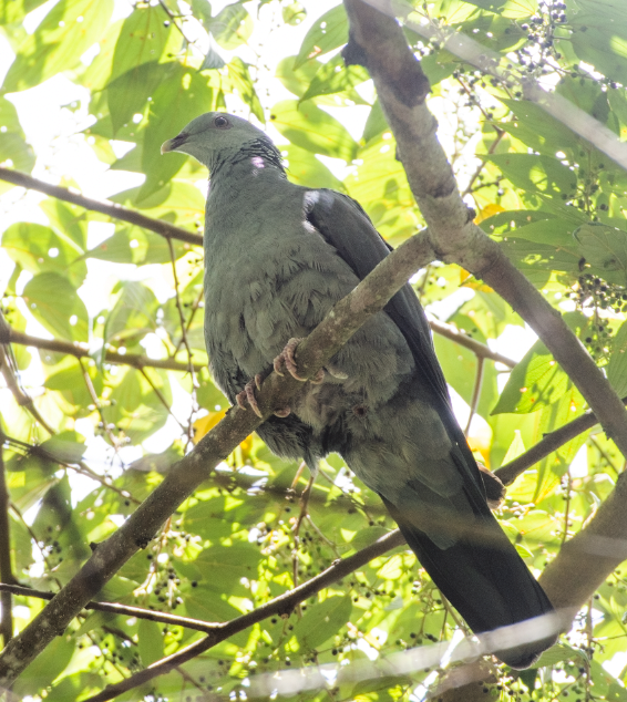 Nilgiri Wood-Pigeon - ML360950491