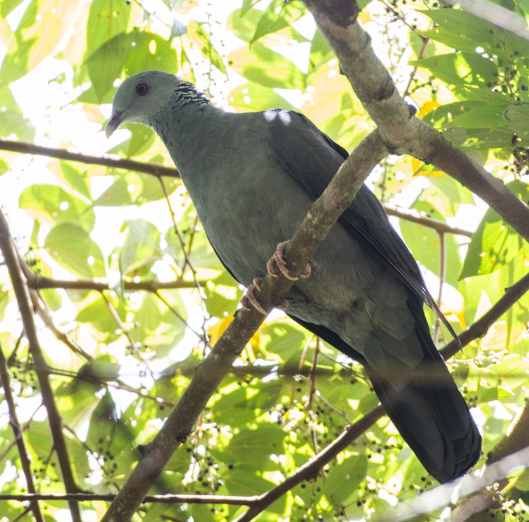 Nilgiri Wood-Pigeon - ML360950641