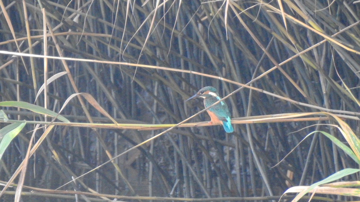 Common Kingfisher - ML360951371