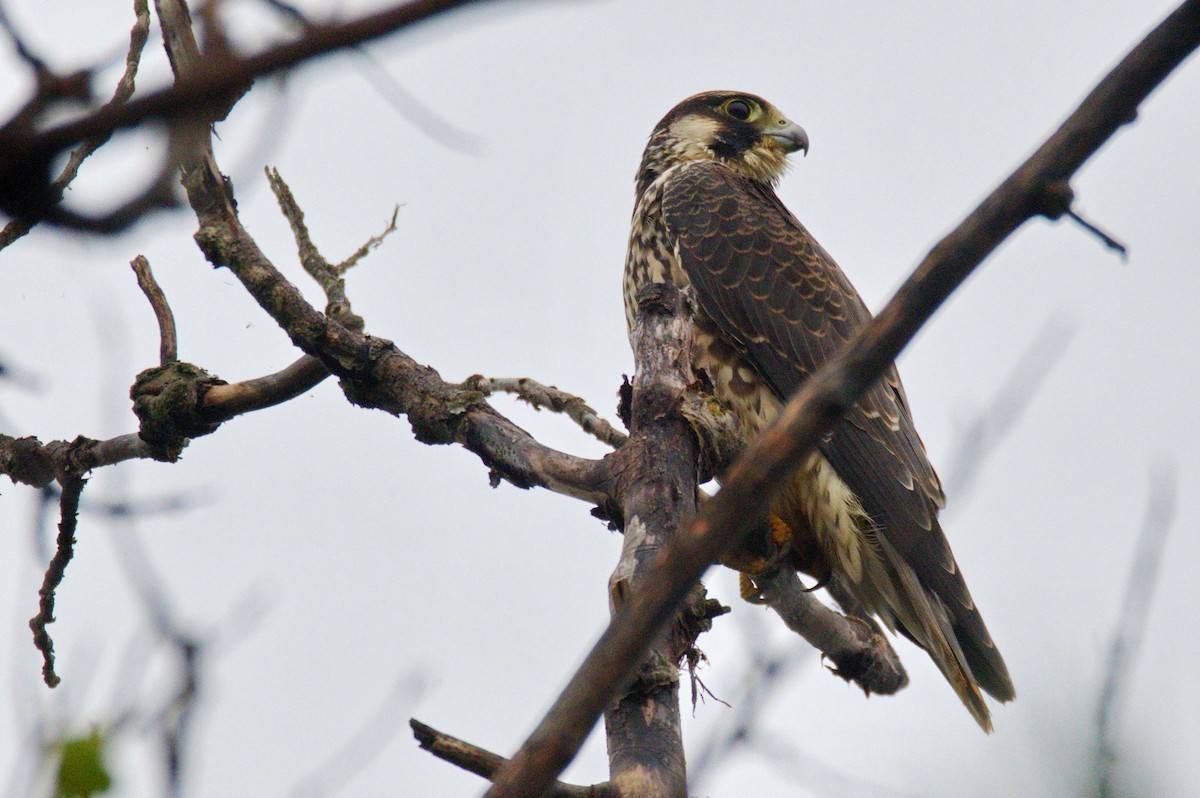 Peregrine Falcon - ML360953021