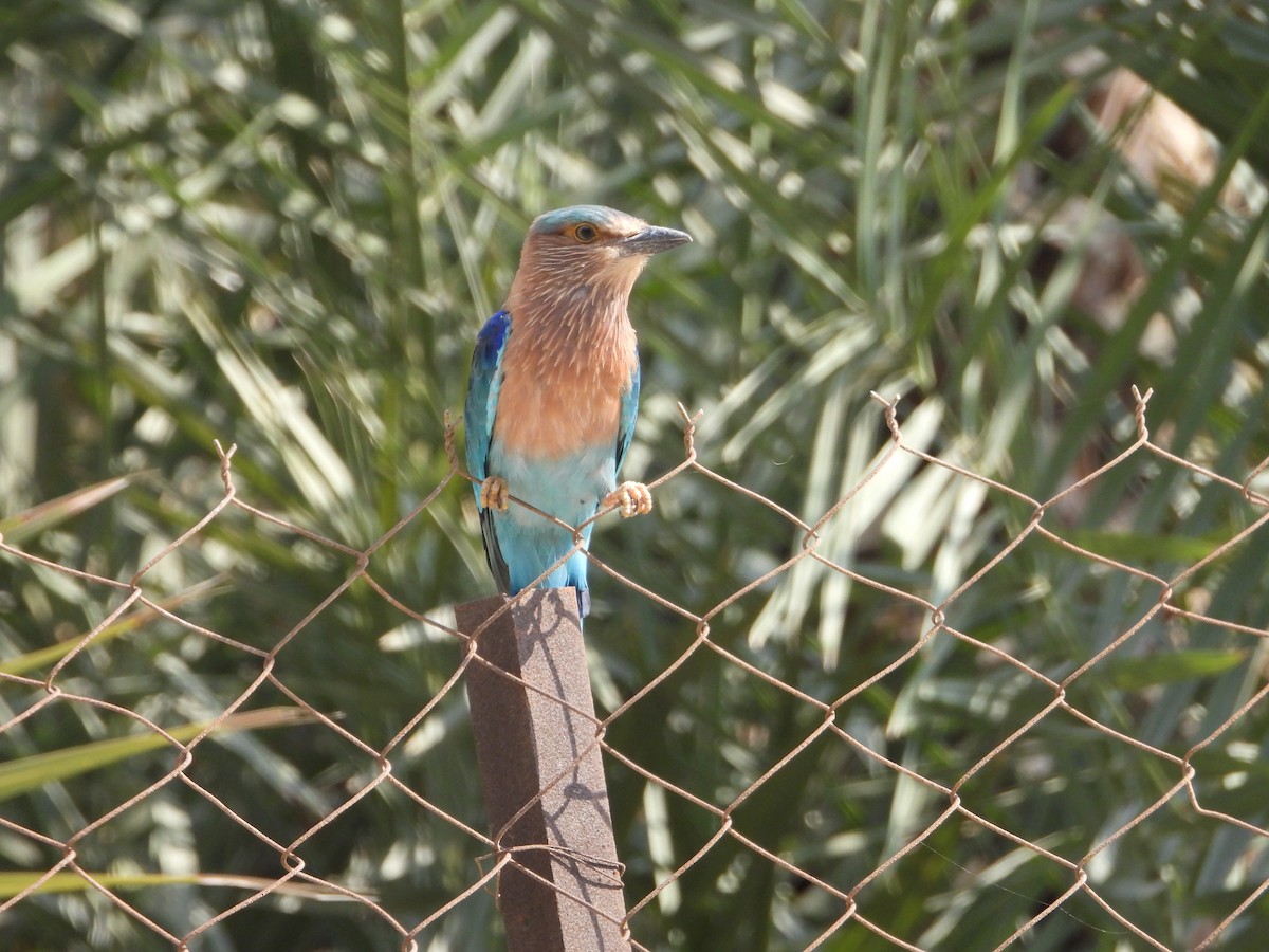 Indian Roller - ML360953331