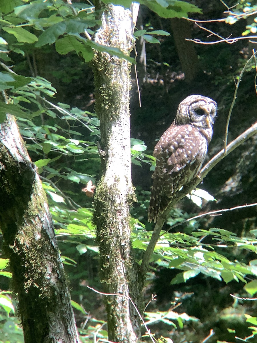 Barred Owl - ML360953931