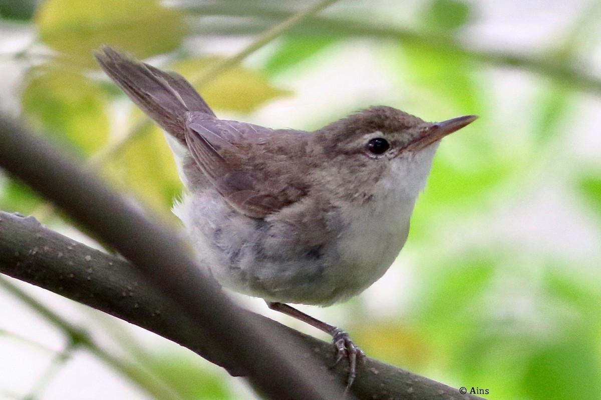 Sykes's Warbler - ML360955441