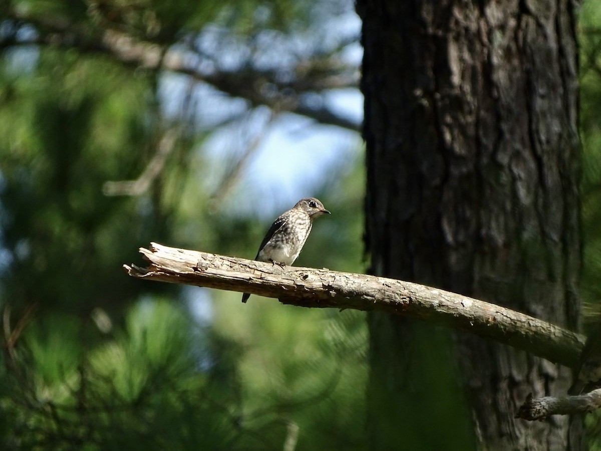 Eastern Bluebird - ML360957231