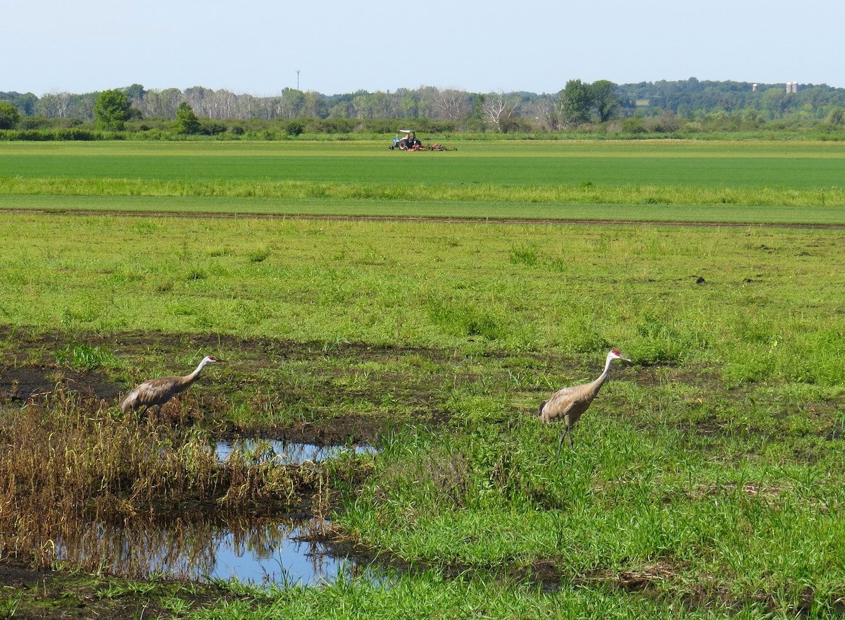 Sandhill Crane - ML360957421