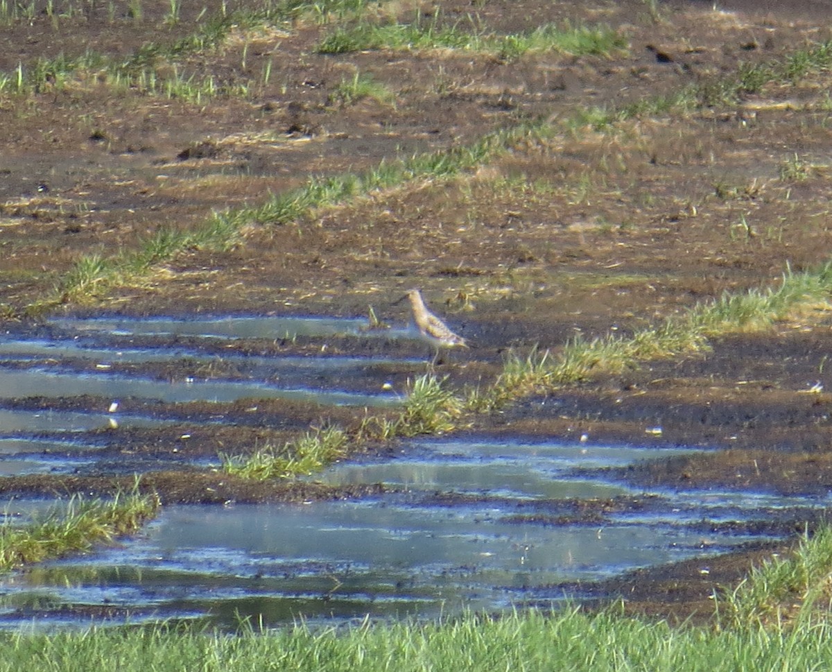 Baird's Sandpiper - ML360957431