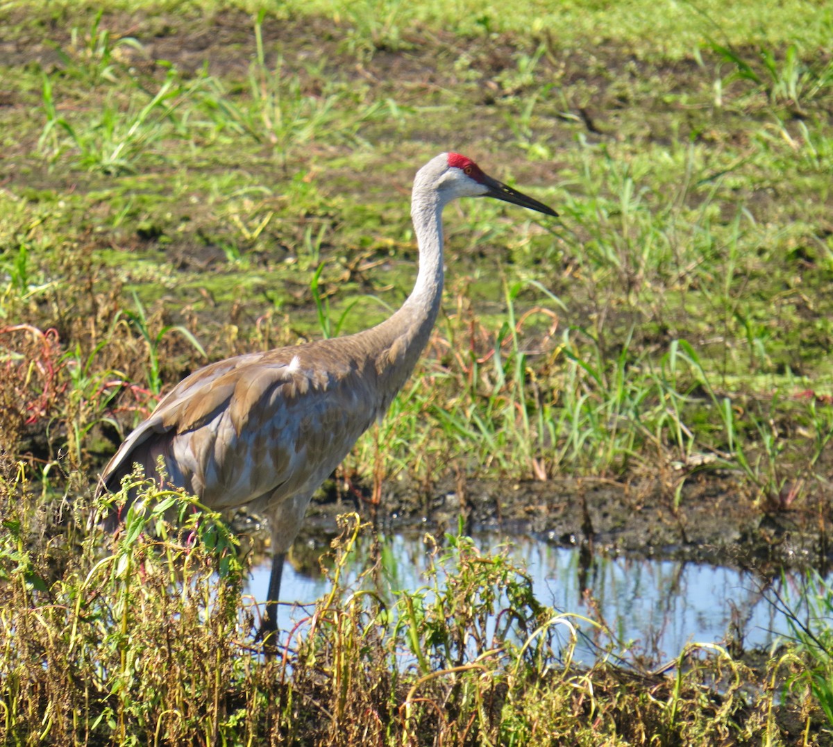 Sandhill Crane - ML360957451