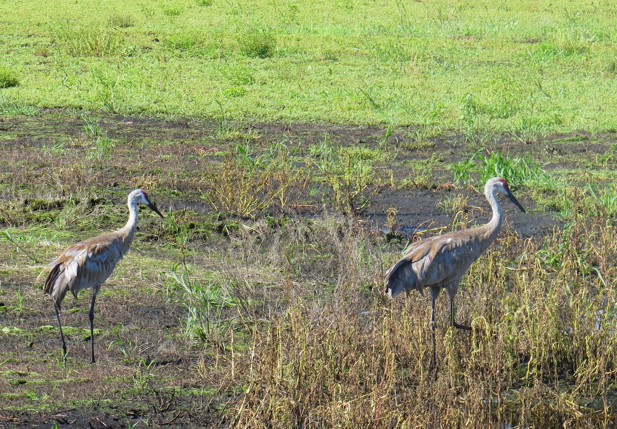 Sandhill Crane - ML360957611