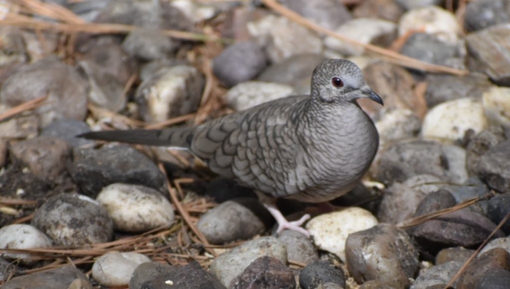 Inca Dove - ML360958381