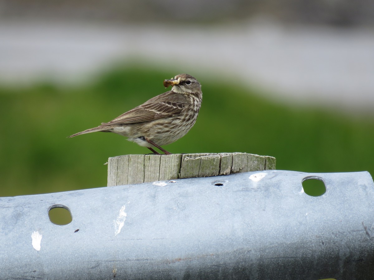 Rock Pipit - ML360958401