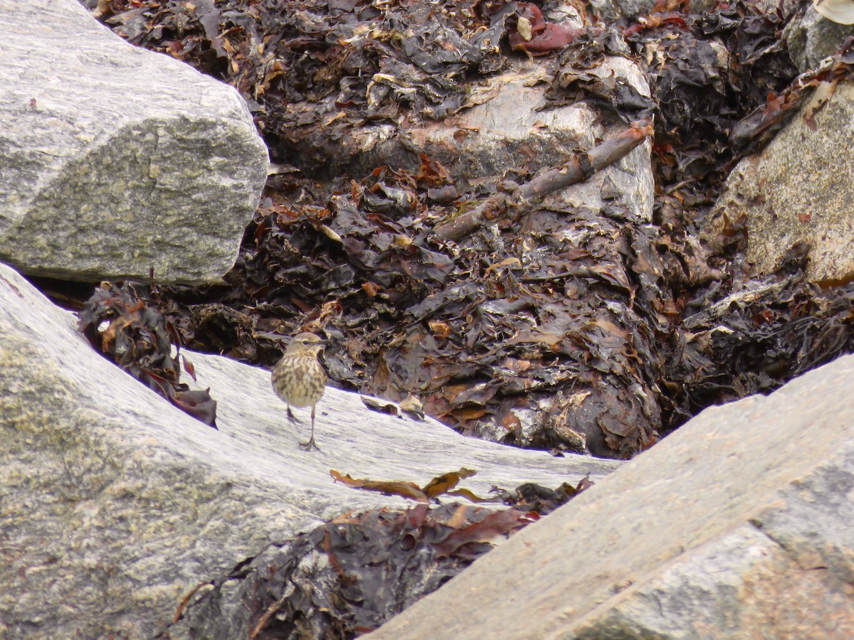 Rock Pipit - ML360958501