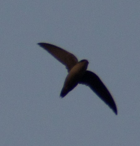 Vaux's Swift - ML360958611