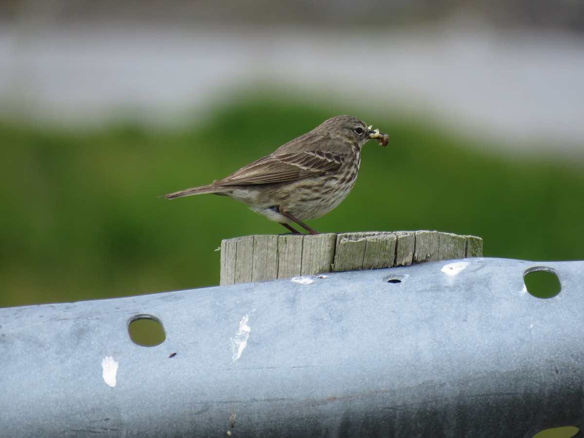 Rock Pipit - ML360958711