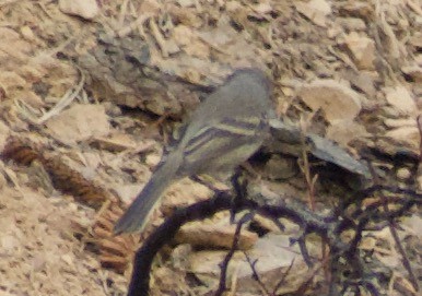 Dusky Flycatcher - ML360958911