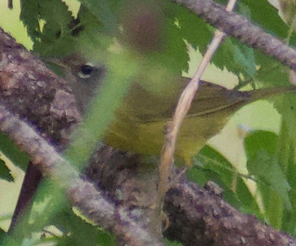 MacGillivray's Warbler - ML360958971