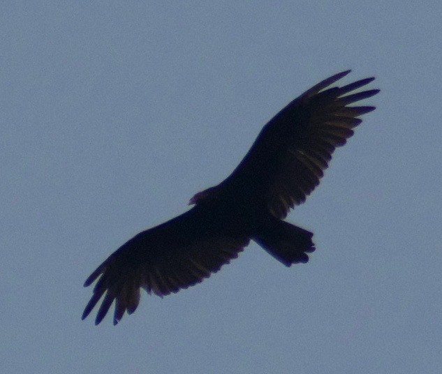 Turkey Vulture - ML360959001
