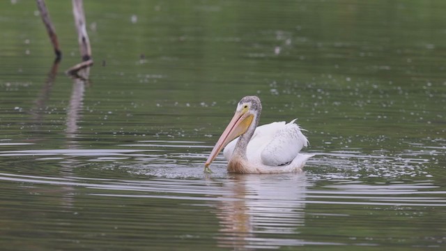 Pelícano Norteamericano - ML360960821