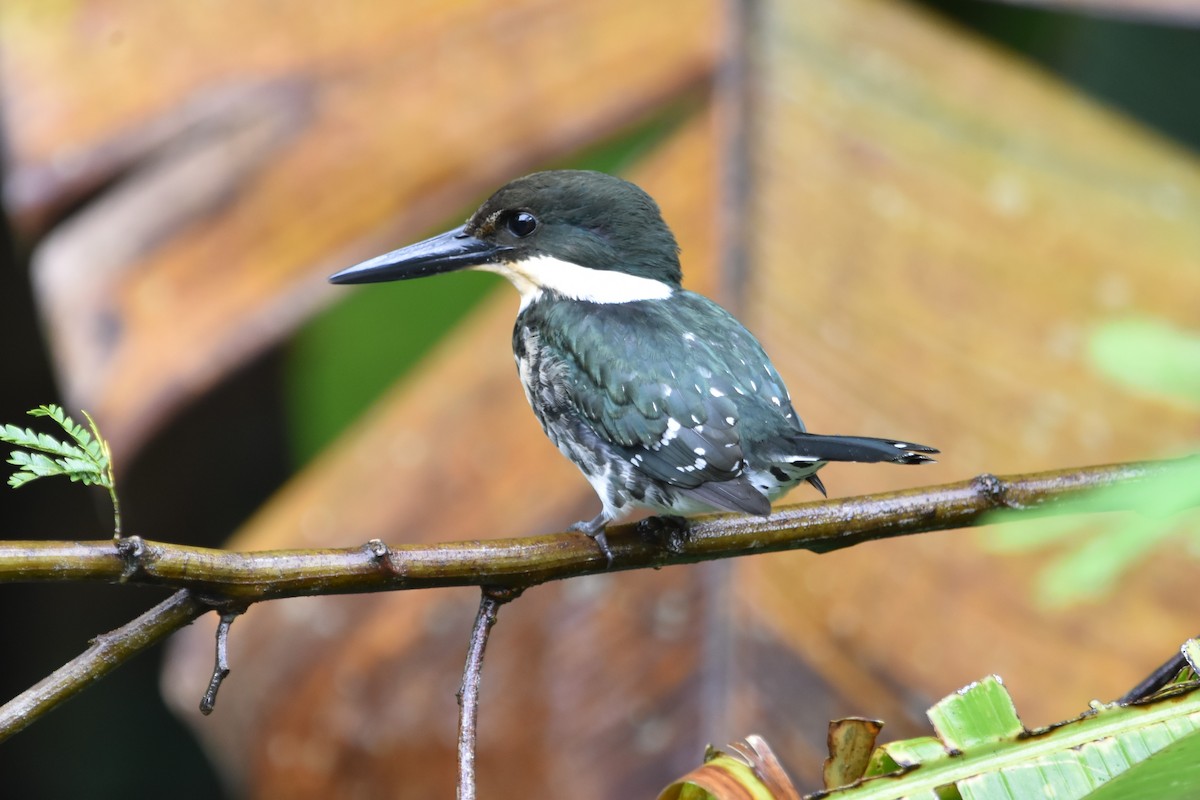 Green Kingfisher - ML360962081