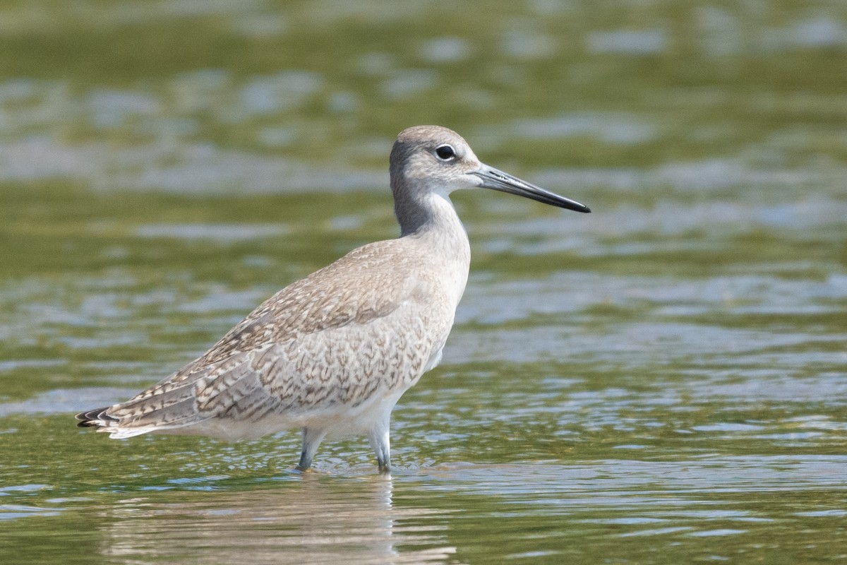 vodouš břehoušovitý (ssp. inornata) - ML360963391