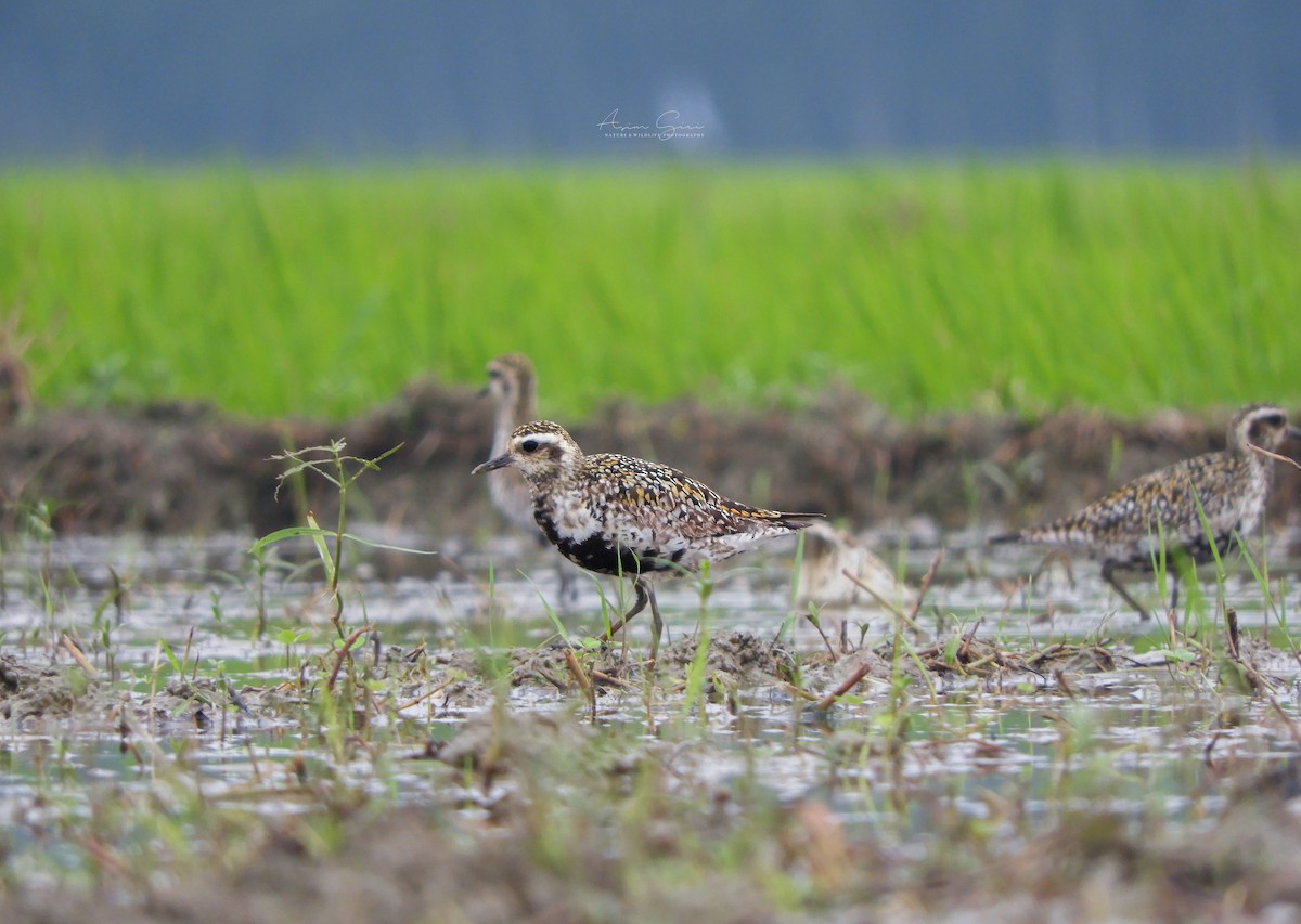 Pacific Golden-Plover - Asim Giri