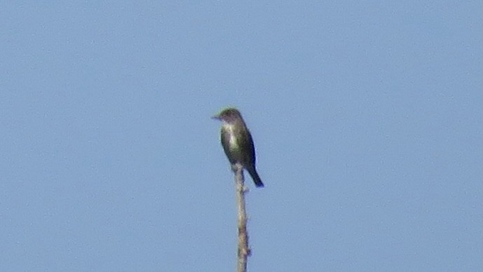 Olive-sided Flycatcher - Dan J. MacNeal