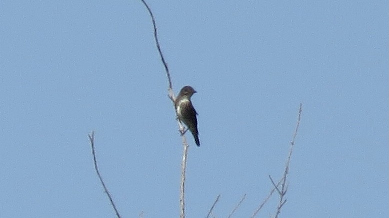 Olive-sided Flycatcher - Dan J. MacNeal