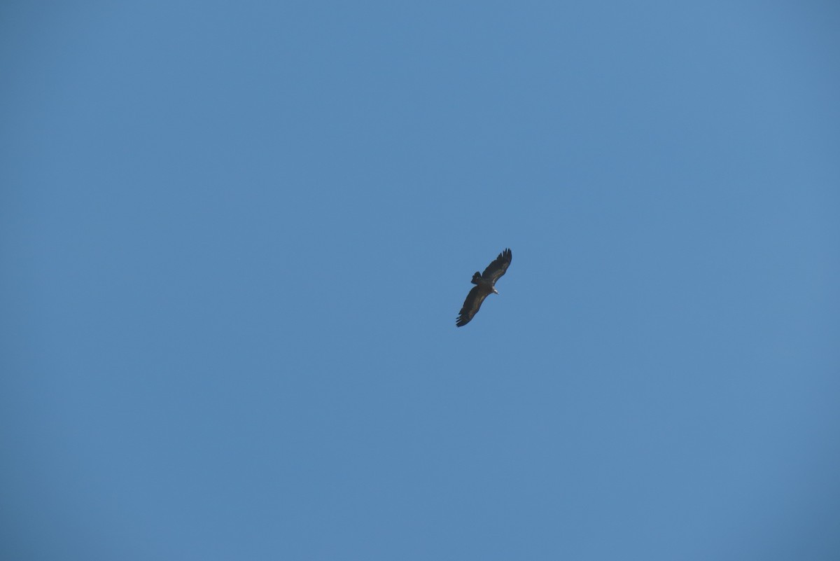 Ухаа хажир - ML36096721