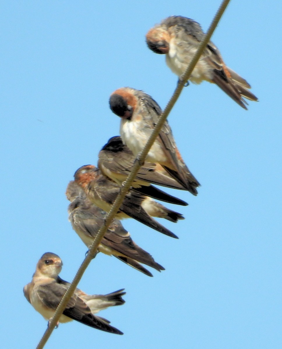 Cave Swallow - ML360967411