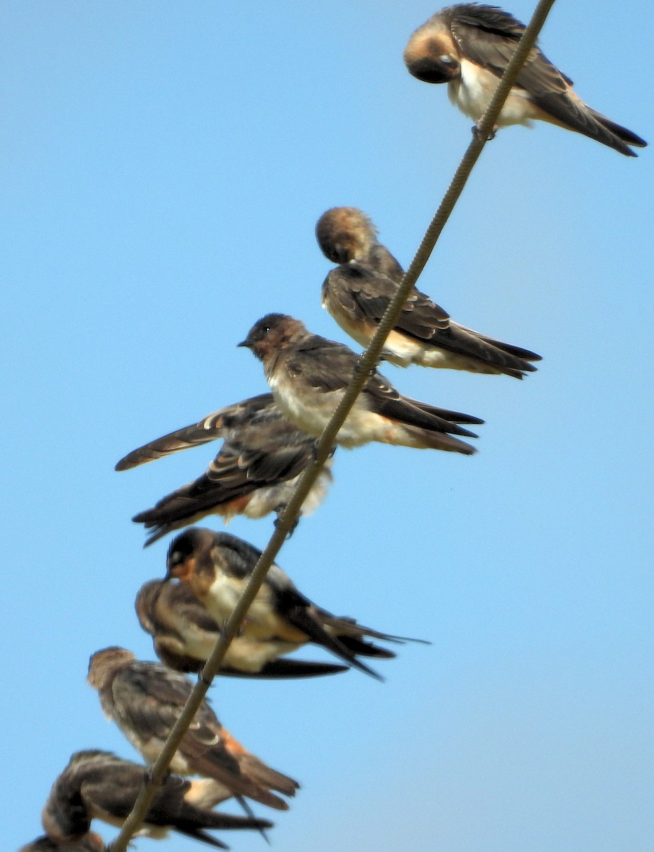Cave Swallow - ML360967541