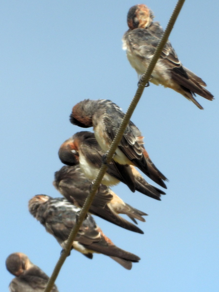 Cave Swallow - ML360967571