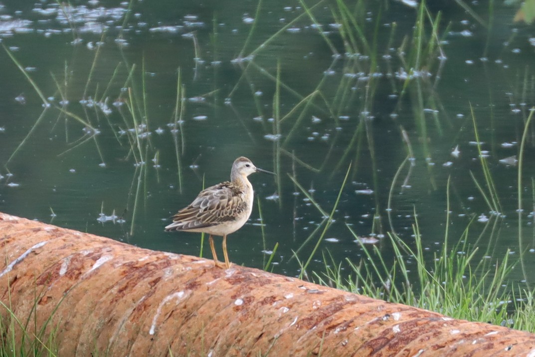 hvithalesvømmesnipe - ML360967761