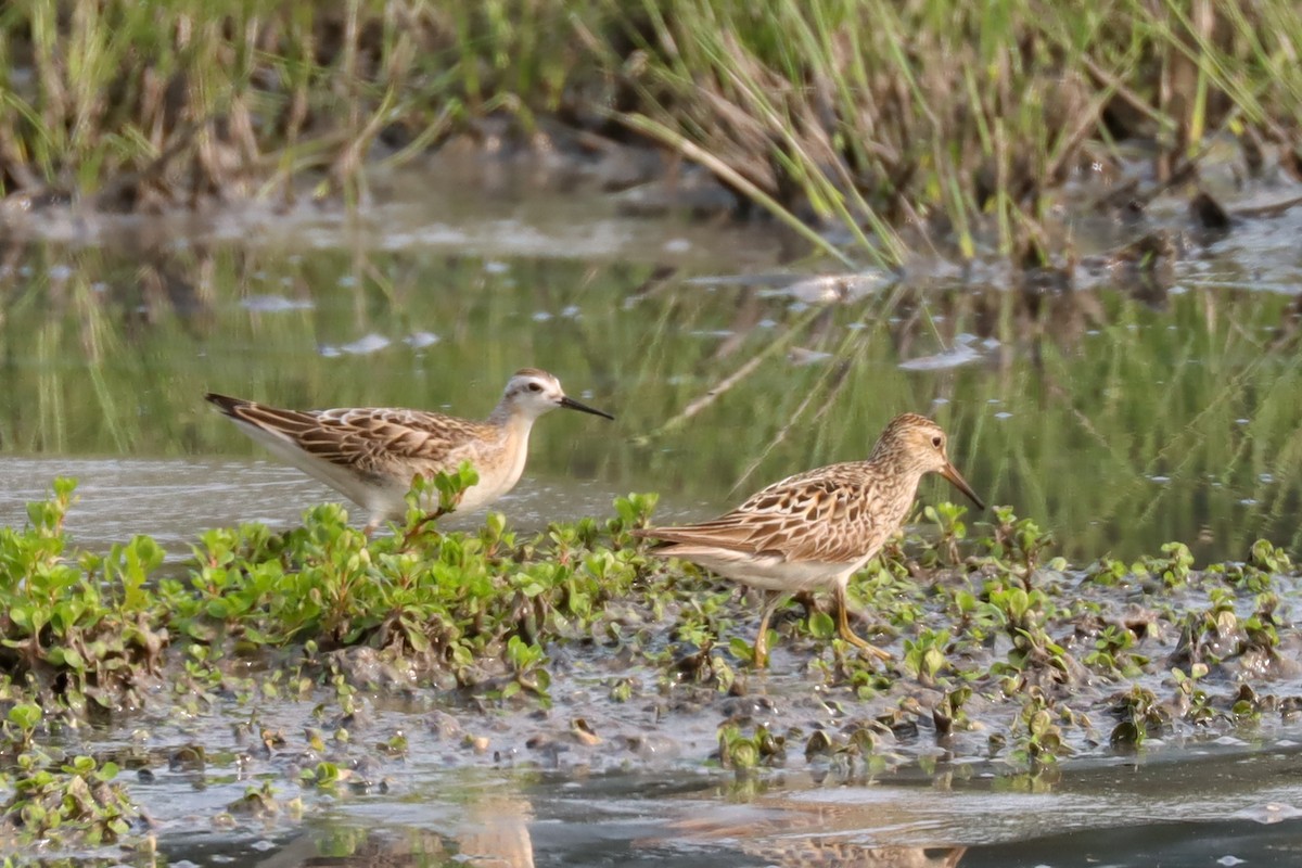 hvithalesvømmesnipe - ML360967771