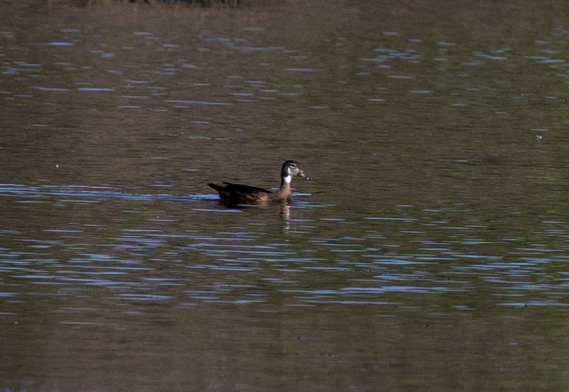 Wood Duck - ML360968071