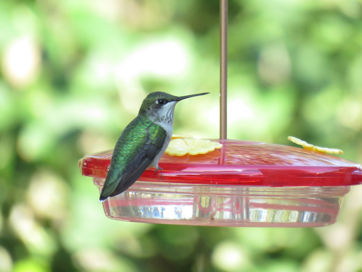 Ruby-throated Hummingbird - ML360968081