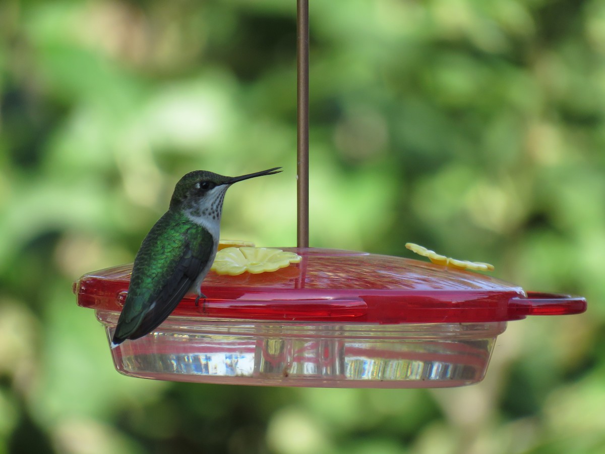 Ruby-throated Hummingbird - ML360968101