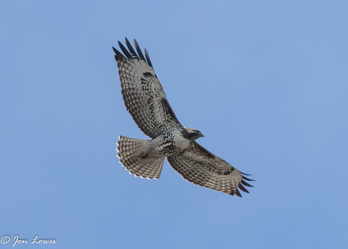 Red-tailed Hawk (calurus/alascensis) - Jon Lowes