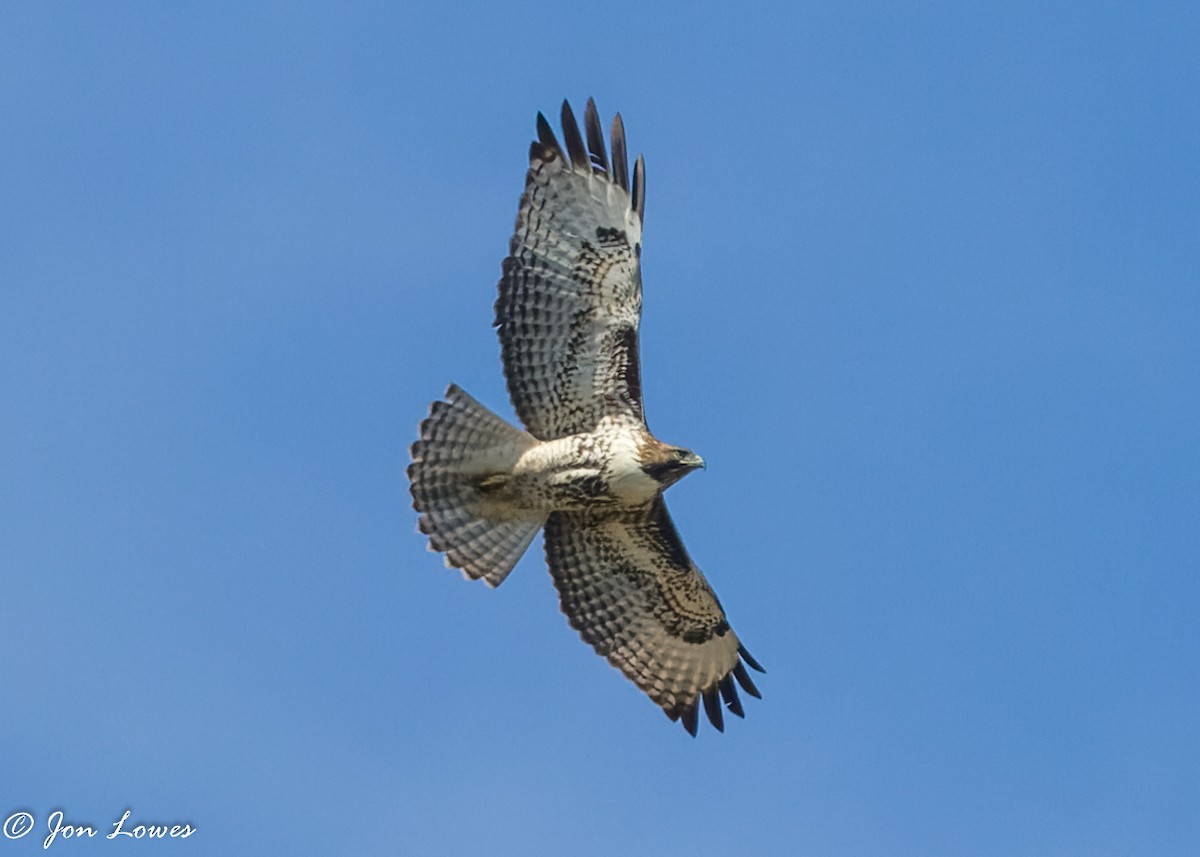 Red-tailed Hawk (calurus/alascensis) - Jon Lowes