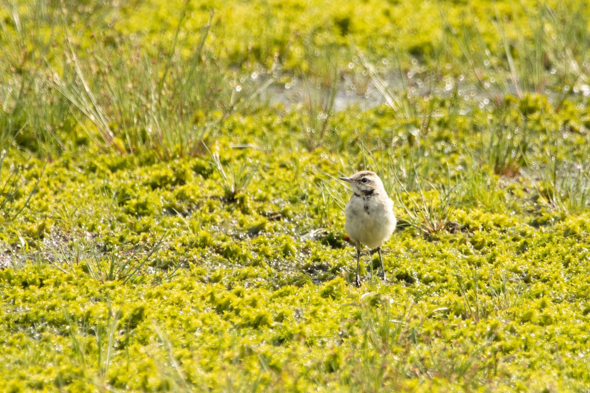 White Wagtail - ML360968851