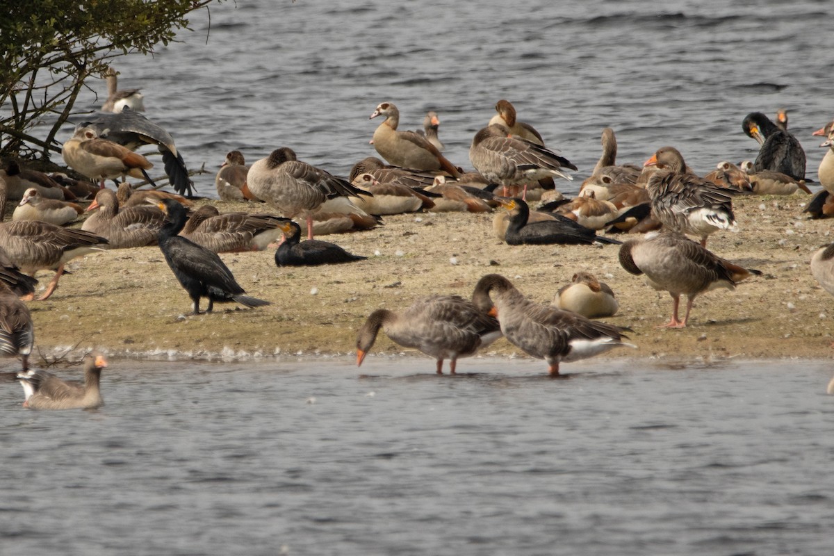 Great Cormorant - ML360969581