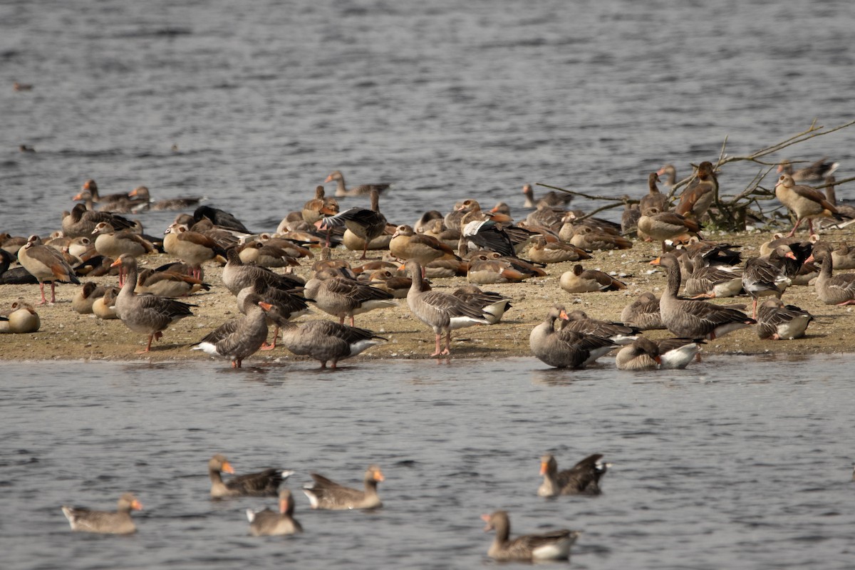 Nilgans - ML360969821