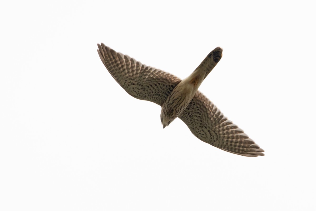 Eurasian Kestrel - ML360971961